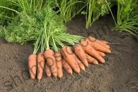Семена моркови Купар F1, поздний гибрид, 100 000 шт, "Bejo" (Голландия), 100 000 шт (2,0-2,2)