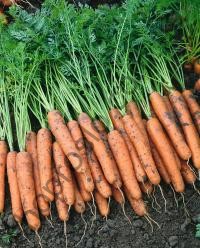 Семена моркови Наполи F1, ранний гибрид, "Bejo" (Голландия), 25 000 шт (2,0-2,2)