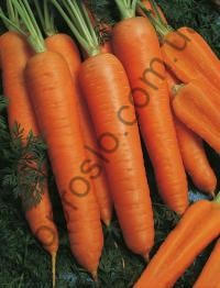 Насіння моркви Наполі F1, "Rijk Zwaan" (Голландія), 25 000 шт (1,8-2,0)