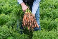 Семена моркови Нерак F1, поздний гибрид, 100 000 шт, "Bejo" (Голландия), 100 000 шт