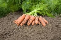Семена моркови Карини, ранний сорт, "Bejo" (Голландия), 50 г