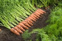 Семена моркови Каскад F1, поздний гибрид, 100 000 шт, "Bejo" (Голландия), 100 000 шт (2,0-2,2)