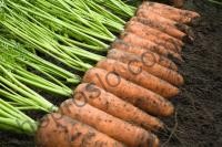 Семена моркови Каскад F1, поздний гибрид, 100 000 шт, "Bejo" (Голландия), 100 000 шт (1,8-2,0)