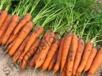 Семена моркови Лагуна F1, ранний гибрид, "Nunhems Bayer"  (Голландия), 25 000 шт (2,2-2,4)