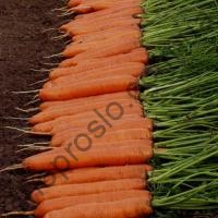 Семена моркови Монанта, ранний сорт, "Rijk Zwaan" (Голландия), 250 г