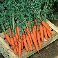 Насіння моркви  Престо F1, ранньостиглий гібрид, "Vilmorin"  (Франція), 25 000 шт (1,8-2,0)