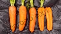 Насіння моркви  Танжеріна F1, "Takii Seeds " (Японія), 100 000 шт (2,0-2,2)