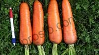 Семена моркови Танжерина F1, среднеспелый гибрид, 100 000 шт, "Takii Seeds" (Япония), 100 000 шт (2,2-2,8)