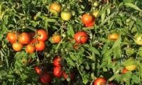 Насіння томату Ляна, детермінантний сорт,  "НІЦССА" (Молдова), 5 г