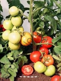 Насіння томату Санька, ультраранній детермінантний сорт, "НІЦССА" (Молдова), 1 г