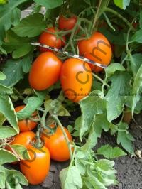 Семена томата Янтарное Сердце F1, детерминантный, ранний гибрид, 1 г, "НИЦССА" (Молдова), 1 г