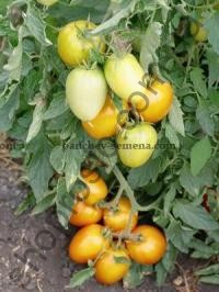 Насіння томату Золоте Сердце "НІЦССА" (Молдова), 1 г