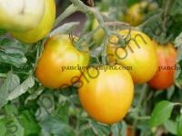Насіння томату Золоте Сердце "НІЦССА" (Молдова), 1 г