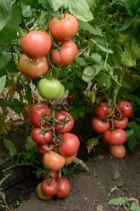 Семена томата Победа F1, индетерминантный, ранний розовый гибрид,  "НИЦССА" (Молдова), 1 г