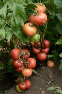 Семена томата Победа F1, индетерминантный, ранний розовый гибрид,  "НИЦССА" (Молдова), 1 г