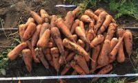 Насіння моркви Абразо F1, ранній , "Seminis" (Голландія), 200 000 шт (1,6-1,8)