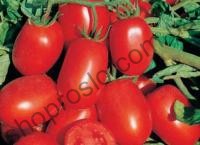 Насіння томату Вулкан F1, "Nunhems Bayer" (Голландія), 25 000 шт