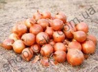 Семена лука репчатого Эталон Гранд F1, среднеспелый гибрид, 1 кг, " Allium" (Италия), 1 кг
