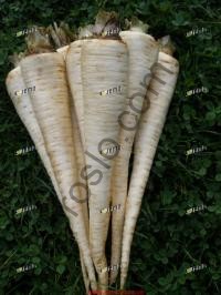 Семена перушки Ядран, поздняя корневая, "Semo" (Чехия), 500 г
