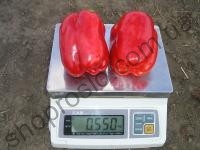 Семена перца Геркулес F1, среднеспелый гибрид, кубовидный, "Clause" (Франция), 50 г