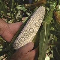 Семена кукурузы Николь  F1, ранний гибрид, суперсладкая,  "Clause" (Франция), 5 000 шт