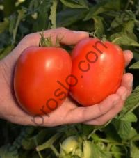 Насіння томату Кафа (38313 CLX) F1, детермінантний  червоний гібрид, "Clause" (Франція), 1 000 шт