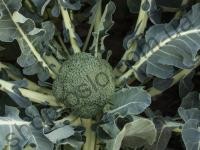 Семена капусты брокколи Батавия F1, ранний гибрид, 2 500 шт, "Bejo" (Голландия), 2 500 шт