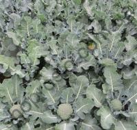Семена капусты брокколи Корос F1, ранний гибрид, 2 500 шт, "Clause" (Франция), 2 500 шт