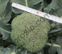 Семена капусты брокколи Корос F1, ранний гибрид, 2 500 шт, "Clause" (Франция), 2 500 шт