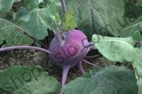 Семена капусты кольраби Колибри F1, фиолетовая, ранний гибрид, 2500 шт, "Bejo" (Голландия), 2 500 шт