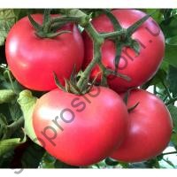 Насіння томату  Пінк Крістал F1,індет.ранній рожевий гібрид, "Clause" (Франція), 250 шт