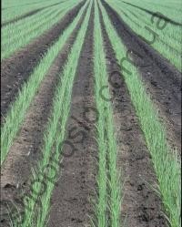 Семена лука озимого Экстра Эрли Голд, ранний гибрид, 100 000 шт, "United Genetics" (США), 100 000 шт