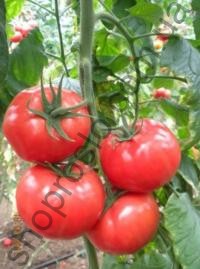 Насіння томату  Буллз F1, Yuksel Tohum (Туреччина), 500 шт