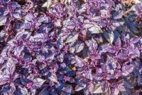 Семена базилика Красный Рубин фиолетовый, 10 г, "Коуэл" (Германия), 10 г
