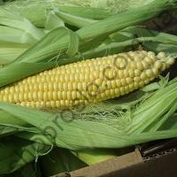 Семена кукурузы SV 1446 F1, суперсладкая, "Royal Sluise"(Голландия), 5 000 шт