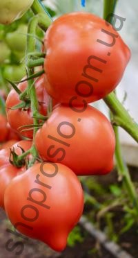 Семена томат Ева Панчева F1, детерминантный ранний гибрид, НИЦССА (Молдова), 1 г