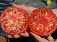 Насіння томату  Сарра F1,індетермынантний червоний ранній гібрид, "Clause" (Франція), 250 шт