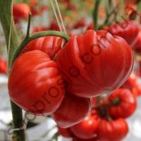 Насіння томату  Сарра F1,індетермынантний червоний ранній гібрид, "Clause" (Франція), 250 шт