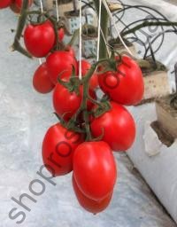 Насіння томату Колібрі F1, індетермінантний, середньоранній червоний гібрид, "Clause" (Франція), 1 000 шт