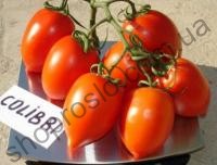 Насіння томату Колібрі F1, індетермінантний, середньоранній червоний гібрид, "Clause" (Франція), 250 шт