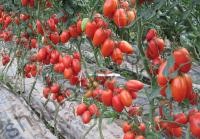 Семена томата Колибри, индетерминантный, среднеранний гибрид, "Clause" (Франция), 1 000 шт