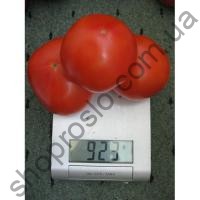Насіння томату Акела F1, кущовий ранній гібрид, "Clause"  (Франція), 1 000 шт