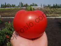 Насіння томату Акела F1, кущовий ранній гібрид, "Clause"  (Франція), 5 000 шт