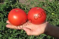 Насіння томату  Багіра F1, кущовий ранній гібрид,"Clause" (Франція), 5 г