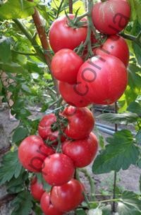 Семена томата Пинк Клер F1, индетерминантный, ранний гибрид, "Hazera" (Израиль), 500 шт