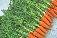 Семена моркови Ред Коред , среднеспелый сорт, " "Vilmorin " (Франция), 500 г