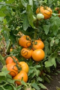 Семена томат Солнце F1, детерминантный, ранний гибрид, желтый,  НИЦССА (Молдова), 1 г