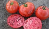 Насіння томату 1504 F1, середньоранній гібрид, "Spark Seed" (Голландія), 5 000 шт