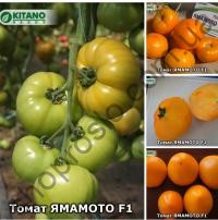 Насіння томату  Ямамото (KS 10) F1, індет. ранній жовтий гібрид,"Kitano Seeds" (Японія), 1 000 шт