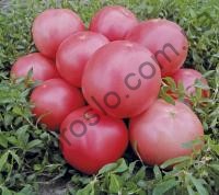 Насіння томату  Альма (ЕZ2104) F1,рожевий, кущовий,ранній,Libra Seeds (Erste Zaden), 1 000 шт